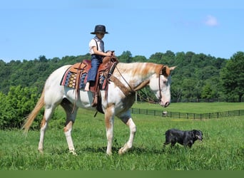 American Paint Horse, Mare, 9 years, 15 hh, Overo-all-colors