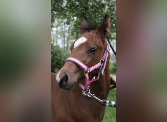 American Paint Horse, Mare, Foal (03/2026), 14.2 hh, Brown