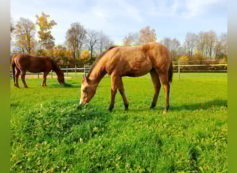 American Paint Horse, Mare, Foal (05/2025), 14.2 hh, Buckskin