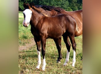 American Paint Horse, Mare, Foal (03/2026), 14.2 hh, Overo-all-colors