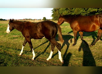 American Paint Horse, Mare, Foal (03/2026), 14.2 hh, Overo-all-colors