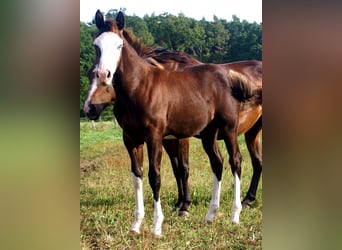 American Paint Horse, Mare, Foal (03/2026), 14.2 hh, Overo-all-colors