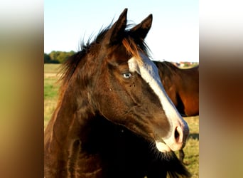American Paint Horse, Mare, Foal (03/2026), 14.2 hh, Overo-all-colors