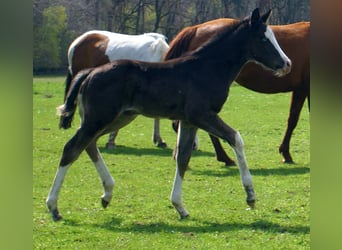 American Paint Horse, Mare, Foal (03/2026), 14.2 hh, Overo-all-colors