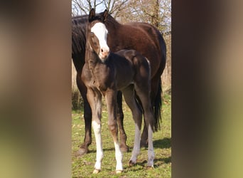American Paint Horse, Mare, Foal (03/2026), 14.2 hh, Overo-all-colors