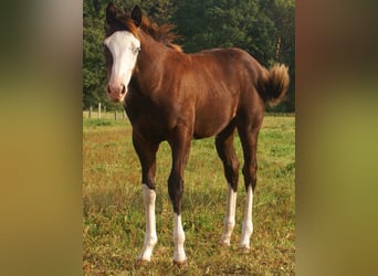 American Paint Horse, Mare, Foal (03/2026), 14.2 hh, Overo-all-colors
