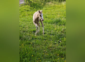 American Paint Horse, Mare, Foal (04/2026), 14.2 hh, Palomino
