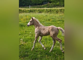 American Paint Horse, Mare, Foal (04/2026), 14.2 hh, Palomino