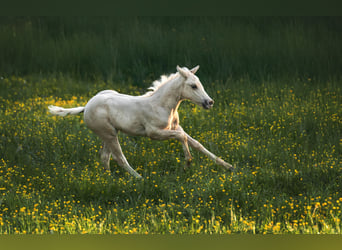American Paint Horse, Mare, Foal (04/2025), 14.2 hh, Palomino