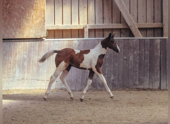 American Paint Horse, Mare, Foal (05/2026), 14.2 hh, Tobiano-all-colors