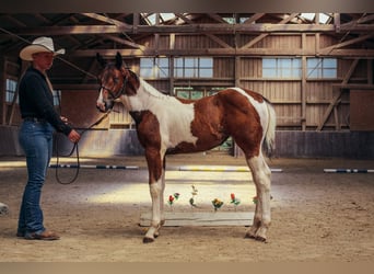 American Paint Horse, Mare, Foal (05/2026), 14.2 hh, Tobiano-all-colors