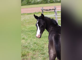 American Paint Horse, Mare, Foal (04/2026), 14.3 hh, Black