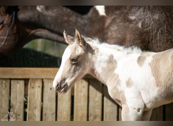 American Paint Horse, Mare, Foal (01/2026), 14.3 hh, Pinto