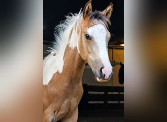 American Paint Horse, Mare, Foal (04/2026), 14.3 hh, Pinto