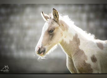 American Paint Horse, Mare, Foal (01/2026), 14.3 hh, Pinto