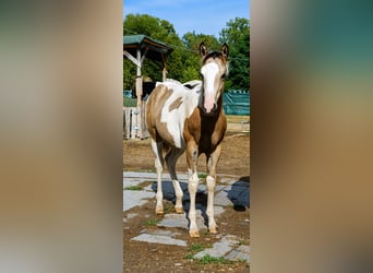 American Paint Horse, Mare, Foal (04/2026), 14.3 hh, Pinto