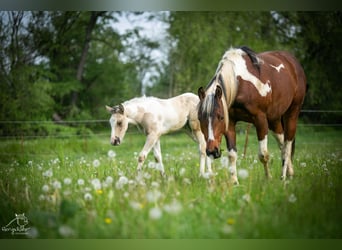 American Paint Horse, Mare, Foal (01/2026), 14.3 hh, Pinto