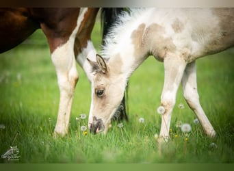 American Paint Horse, Mare, Foal (01/2026), 14.3 hh, Pinto