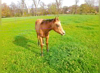 American Paint Horse, Mare, Foal (05/2025), 14,2 hh, Buckskin