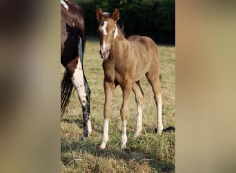 American Paint Horse, Mare, Foal (05/2025), 14,2 hh, Champagne