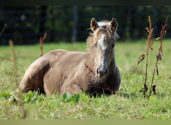 American Paint Horse, Mare, Foal (05/2025), 14,2 hh, Champagne