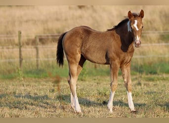 American Paint Horse, Mare, Foal (05/2025), 14,2 hh, Champagne