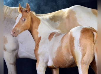 American Paint Horse, Mare, Foal (05/2025), 14,2 hh, Champagne