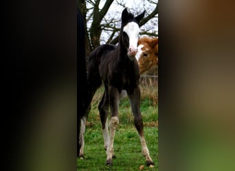 American Paint Horse, Mare, Foal (03/2026), 14,2 hh, Overo-all-colors