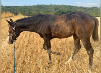 American Paint Horse, Mare, Foal (04/2026), 15.1 hh, Bay-Dark