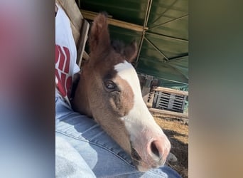 American Paint Horse, Mare, Foal (04/2026), 15.1 hh, Bay-Dark