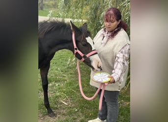 American Paint Horse, Mare, Foal (04/2026), 15.1 hh, Bay-Dark