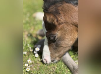 American Paint Horse, Mare, Foal (04/2026), 15.1 hh, Bay-Dark