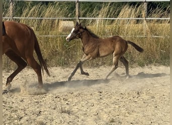 American Paint Horse, Mare, Foal (04/2026), 15.1 hh, Bay-Dark