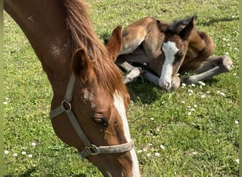 American Paint Horse, Mare, Foal (04/2026), 15.1 hh, Bay-Dark
