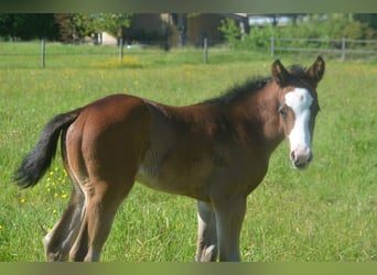 American Paint Horse, Mare, Foal (04/2026), 15.1 hh, Bay-Dark