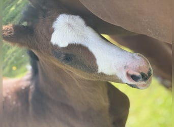 American Paint Horse, Mare, Foal (04/2026), 15.1 hh, Bay-Dark