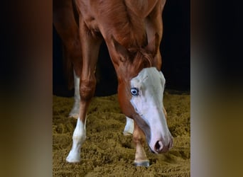 American Paint Horse, Mare, Foal (02/2025), 15.1 hh, Chestnut-Red