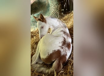 American Paint Horse, Mare, Foal (01/2026), 15.1 hh, Overo-all-colors
