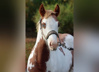 American Paint Horse, Mare, Foal (05/2025), 15.1 hh, Overo-all-colors
