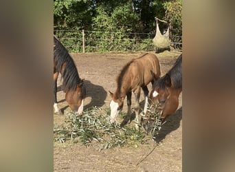 American Paint Horse Mix, Mare, Foal (06/2026), 15.1 hh, Tobiano-all-colors