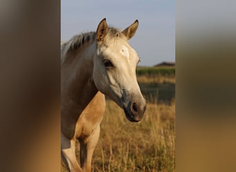 American Paint Horse, Mare, Foal (04/2026), 15 hh, Buckskin