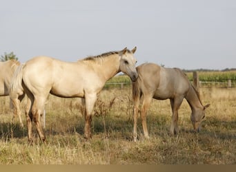 American Paint Horse, Mare, Foal (04/2026), 15 hh, Buckskin