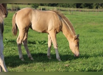 American Paint Horse, Mare, Foal (05/2025), 15 hh, Champagne