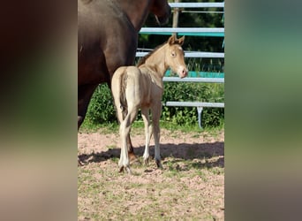 American Paint Horse, Mare, Foal (05/2025), 15 hh, Champagne