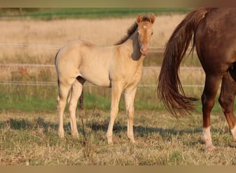 American Paint Horse, Mare, Foal (05/2025), 15 hh, Champagne