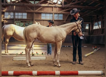 American Paint Horse, Mare, Foal (04/2026), 15 hh, Overo-all-colors