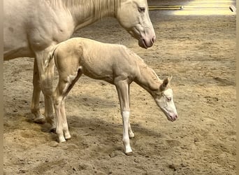 American Paint Horse, Mare, Foal (04/2026), 15 hh, Overo-all-colors