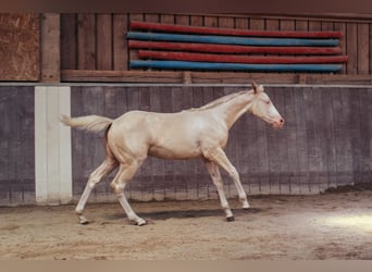American Paint Horse, Mare, Foal (04/2026), 15 hh, Overo-all-colors