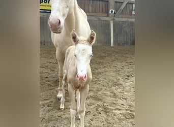 American Paint Horse, Mare, Foal (04/2026), 15 hh, Overo-all-colors