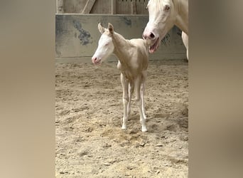 American Paint Horse, Mare, Foal (04/2026), 15 hh, Overo-all-colors